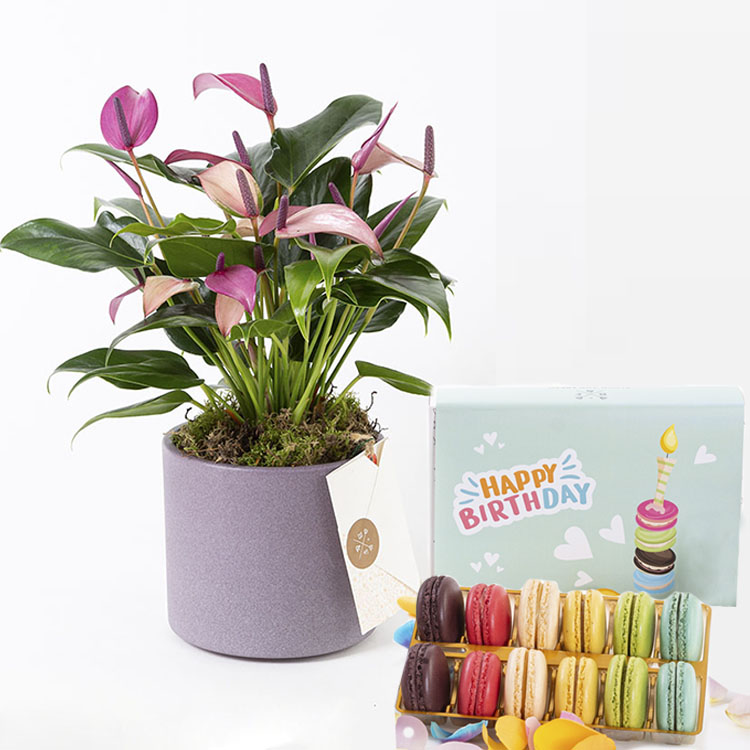 Zuzu & Happy Birthday Macarons (12’li) Bundle — görsel 3