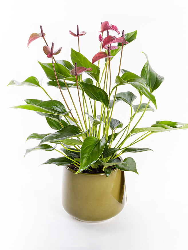 Cavalli Anthurium XL — görsel 1