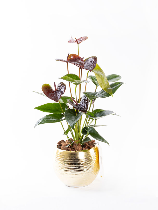 Dark Sienna Gold — görsel 1