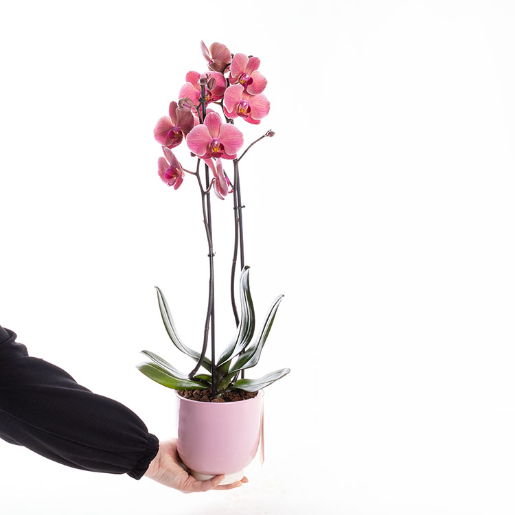 Coral Pink — görsel 4