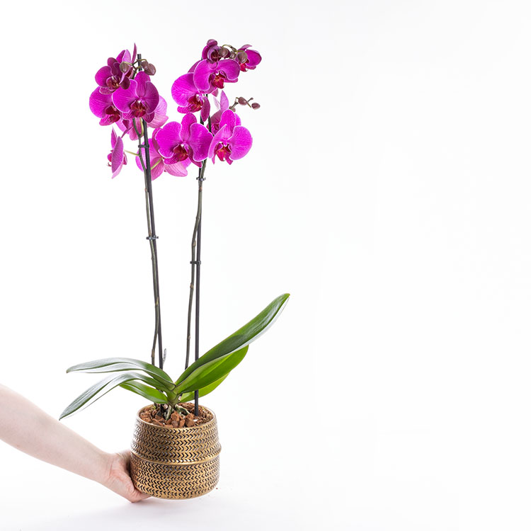 Aria Gold — görsel 4