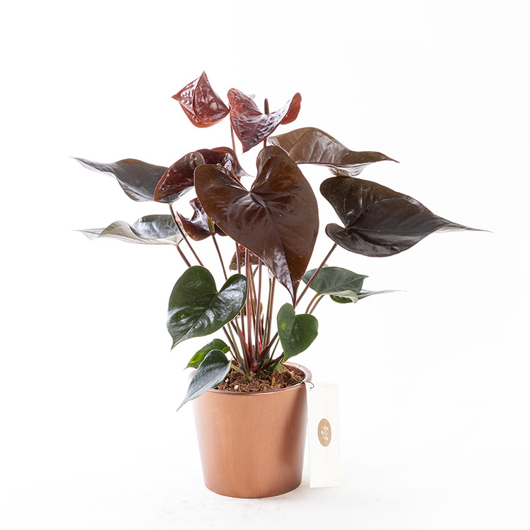 Dark Sienna Bronze — görsel 4