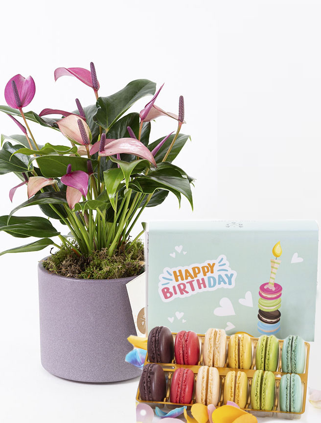 Zuzu & Happy Birthday Macarons (12’li) Bundle — görsel 1