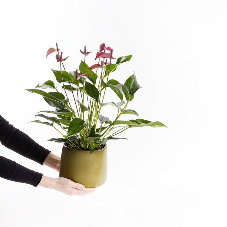 Cavalli Anthurium XL — görsel 4