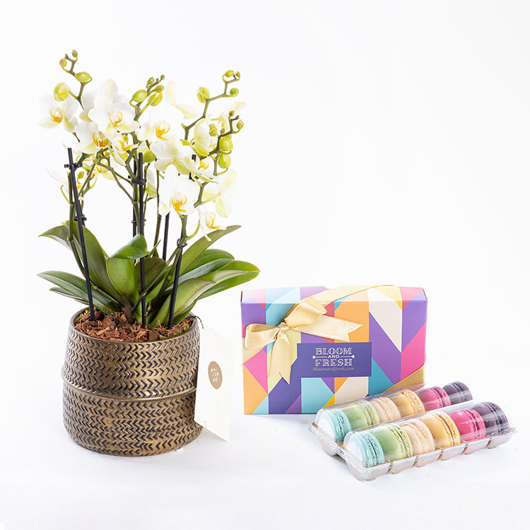 Lausanne Gold & Macarons (12'li) Bundle — görsel 3