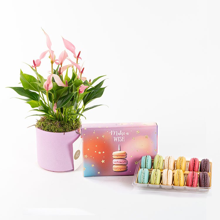 Lily & Make a Wish Macarons (12’li) Bundle — görsel 3
