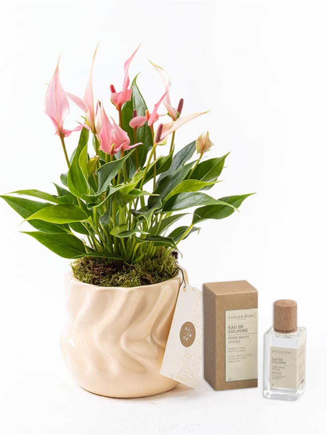 Lily Twister & Atelier Rebul Pure White Intense Kolonya (50 ml) Bundle — görsel 1