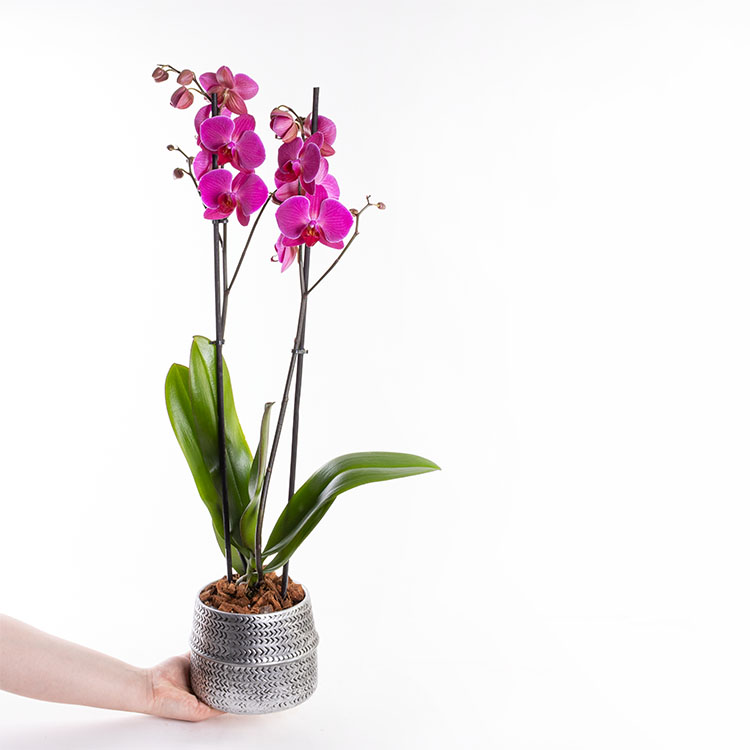 Aria Silver — görsel 4