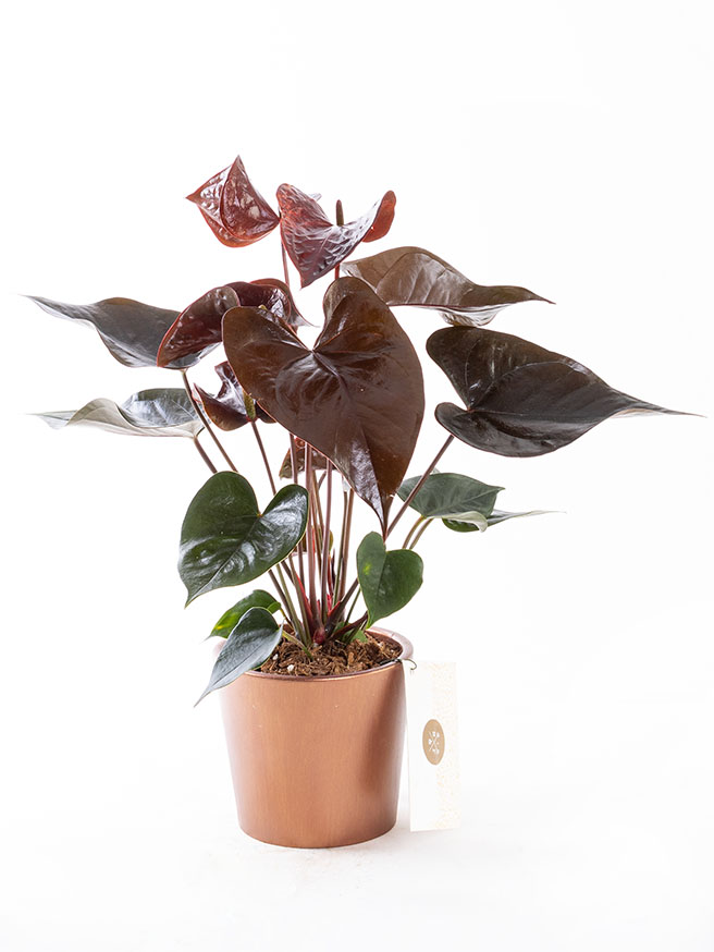 Dark Sienna Bronze — görsel 1