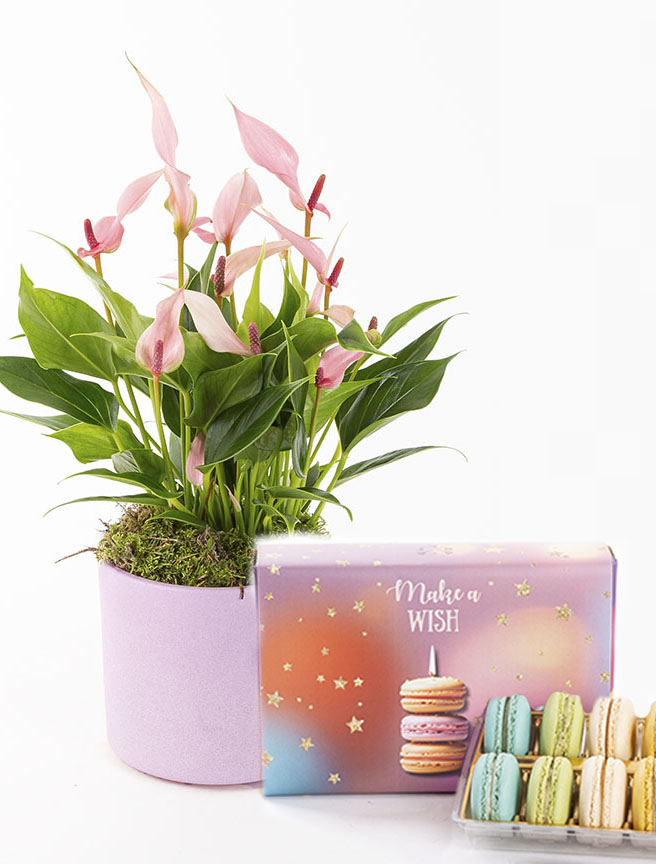 Lily & Make a Wish Macarons (12’li) Bundle — görsel 1