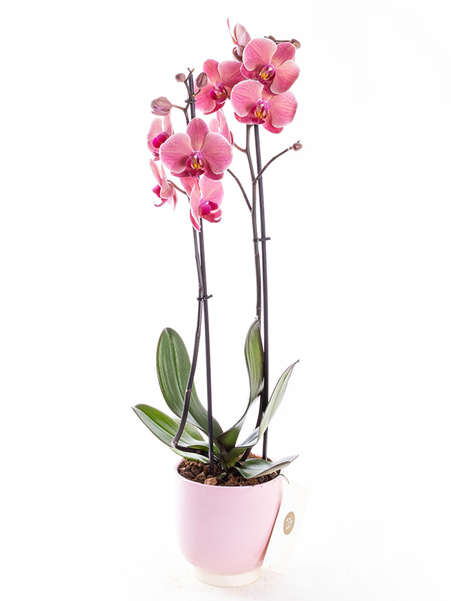 Coral Pink — görsel 1