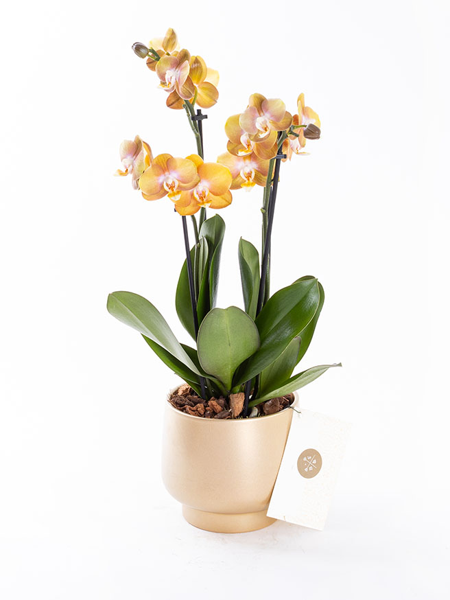 Honey Gold — görsel 1