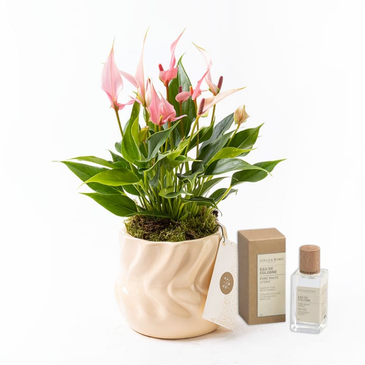 Lily Twister & Atelier Rebul Pure White Intense Kolonya (50 ml) Bundle — görsel 3